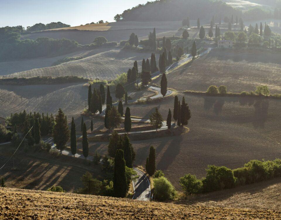 cipressi